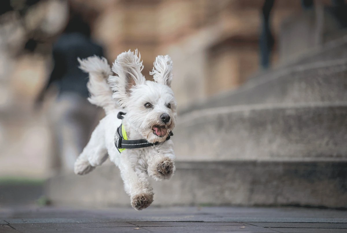 Julius K9 Julius-K9 IDC®Powertuig, 3XS - Baby1, Zwart 5 Julius K9 Julius-K9 IDC®Powertuig, 3XS - Baby1, Zwart - Afbeelding 5