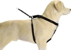 Beeztees Gentle Walker - Hondentuig - Zwart - L -Hondenartikelen Winkel 1200x851 3