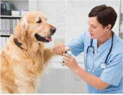 Woodoro Nagelknipper Nagelvijl Nagelschaar Voor Hond En Kat - Incl. Veiligheidsstop -Hondenartikelen Winkel 1200x928 5