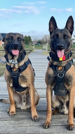 Always Prepared © Pro K9 Hondentuig - Anti Trek - Y Tuig - Middel En Grote Hond - Veiligheidstuig -Hondenartikelen Winkel 675x1200 4