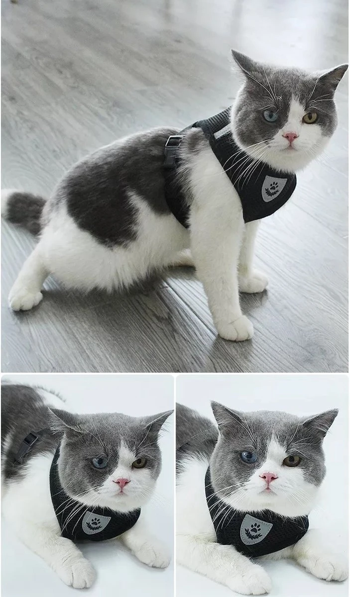 Zavelo® Honden Tuigje - Puppy En Kattentuigje - Hondenharnas - Reflecterend - Incl. Bijpassend Riempje - Zwart-Maat: S 3 Zavelo® Honden Tuigje - Puppy En Kattentuigje - Hondenharnas - Reflecterend - Incl. Bijpassend Riempje - Zwart-Maat: S - Afbeelding 3