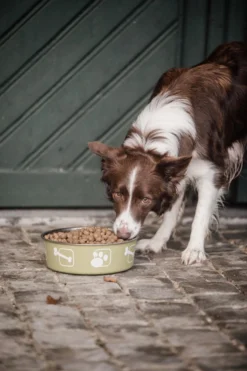 Delcon - Premium Hondenvoer - Puppy - 12kg 13 Delcon - Premium Hondenvoer - Puppy - 12kg -Hondenartikelen Winkel 799x1200 1