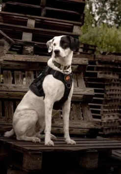 Always Prepared © Pro K9 Hondentuig - Anti Trek - Y Tuig - Middel En Grote Hond - Veiligheidstuig -Hondenartikelen Winkel 835x1200 3