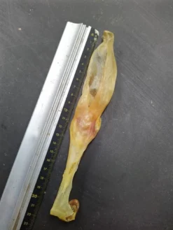 Konijn Oor Konijnoren 1kg Van De Snackmeester 100% Natuurlijk Natural Naturel 7 Konijn Oor Konijnoren 1kg Van De Snackmeester 100% Natuurlijk Natural Naturel -Hondenartikelen Winkel 900x1200 12