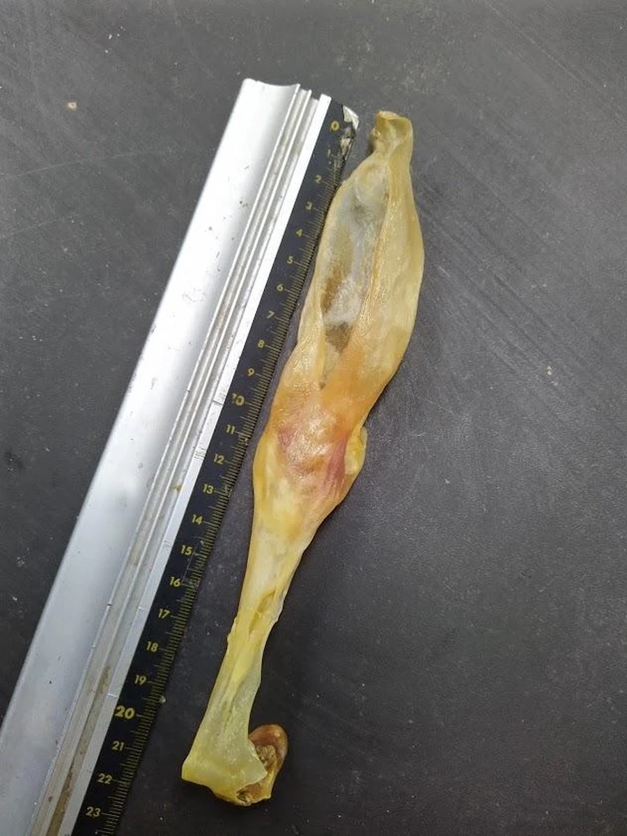 Konijn Oor Konijnoren 1kg Van De Snackmeester 100% Natuurlijk Natural Naturel 4 Konijn Oor Konijnoren 1kg Van De Snackmeester 100% Natuurlijk Natural Naturel - Afbeelding 4