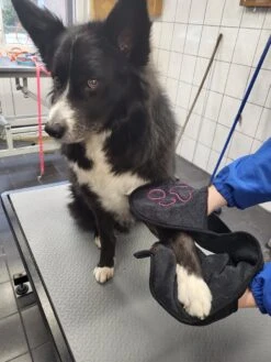 N4dogs – Hondenhanddoek – Honden Handdoek – Microvezel Handdoek – Handdoek Hond – Droogdoek Hond – Dierendeken – Sterk Absorberend – Handdoek Met Zakken - Zwart - 66 X 23 Cm -Hondenartikelen Winkel 900x1200 41