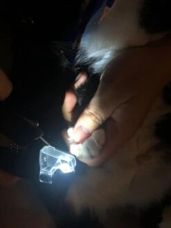 SunnyPets - Professionele Dieren Nagelknipper - Wit - Met LED En Vijl - Hond - Kat - Geschikt Voor Alle - Nageltang -Hondenartikelen Winkel 900x1200 43