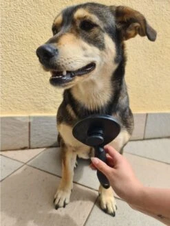 Purlov Zelfreinigende Kattenborstel En Hondenborstel - Haarverwijderaar Voor Huisdieren - Hondenborstel -Hondenhaar Kattenhaar Verwijderaar -Hondenartikelen Winkel 901x1200 7