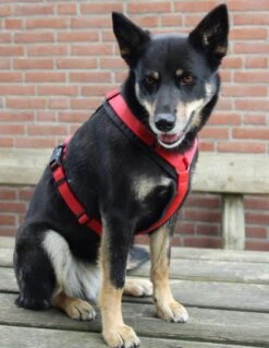 Annyx Hondentuig Harnas Zwart Rood - Y Model - Maat S Is Geschikt Voor Borstomvang 52-64cm. 12 Annyx Hondentuig Harnas Zwart Rood - Y Model - Maat S Is Geschikt Voor Borstomvang 52-64cm. -Hondenartikelen Winkel 928x1200 4